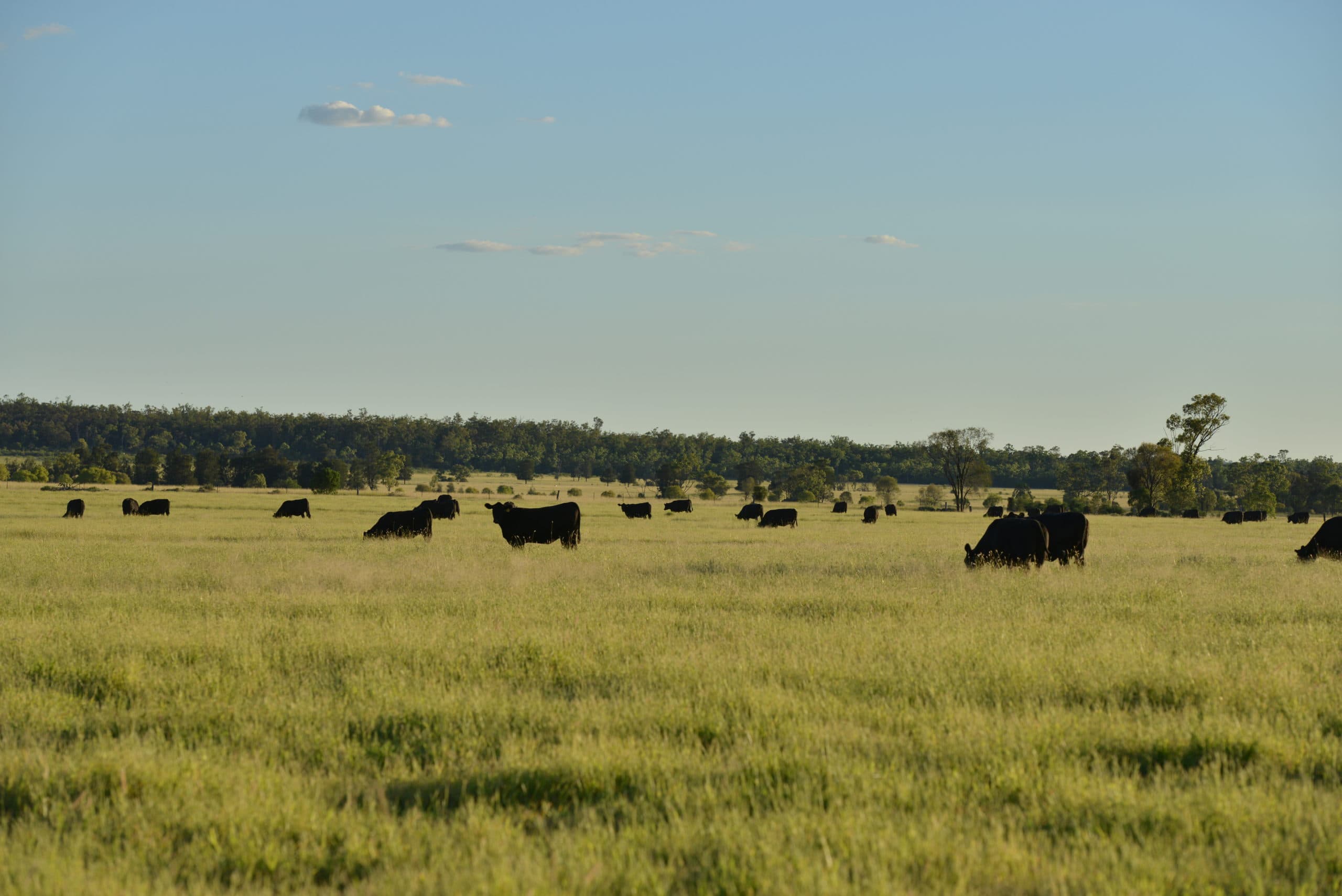 Austpec Pastoral Wins Paddock to Palate Award