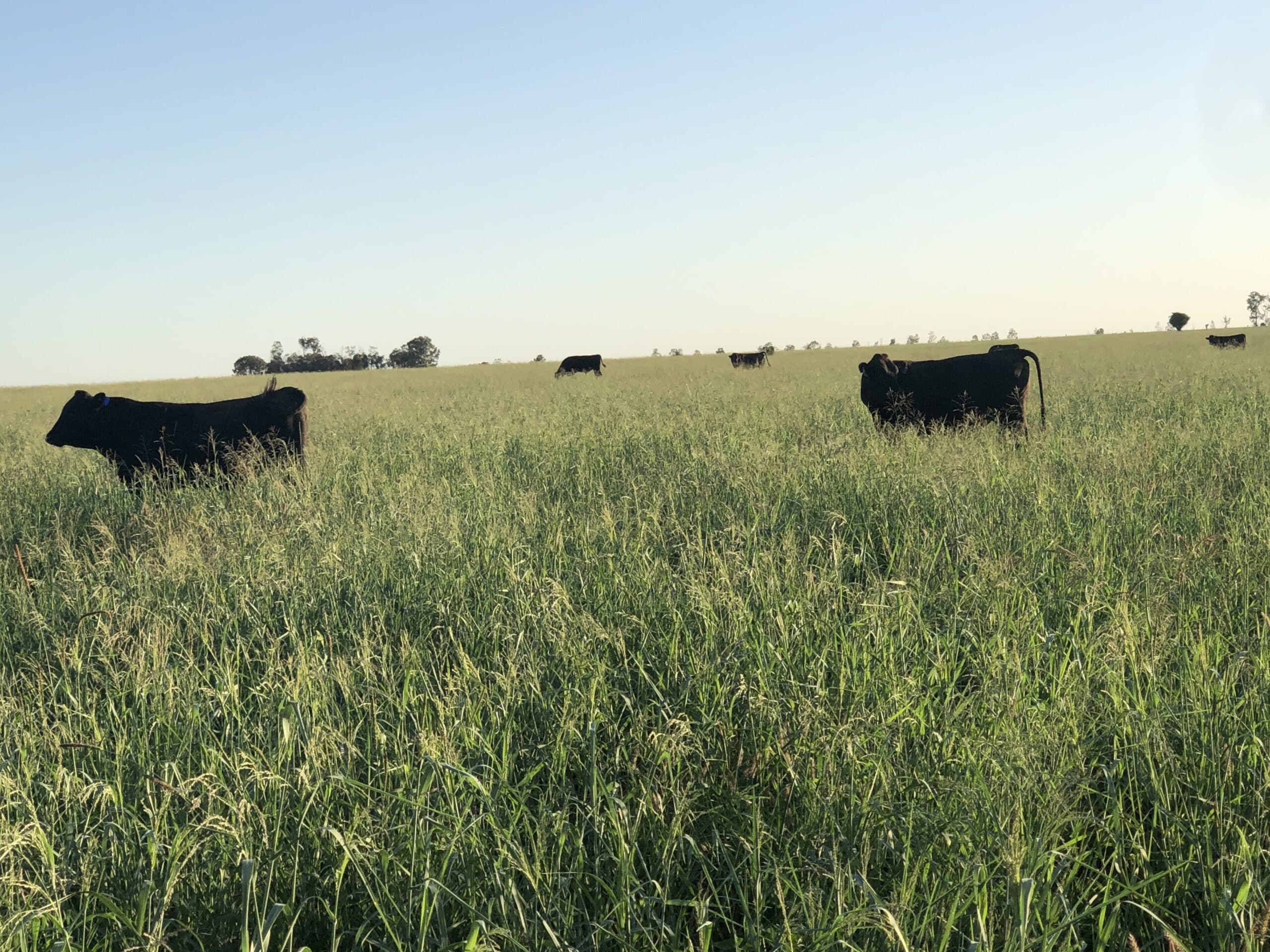 Brampton Agriculture